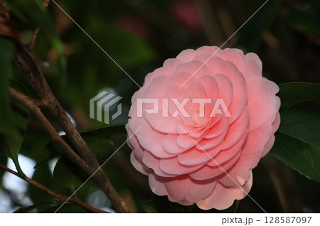 千重咲の椿 椿の花 千重咲の椿 椿の花 128587097