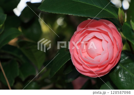 千重咲の椿　椿の花 128587098