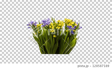blue hyacinth flowers in vase isolated on white 128587189