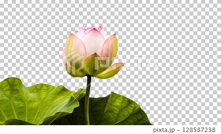 pink lotus flower isolated on white pink lotus flower isolated on white 128587238