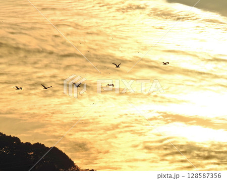 夕空を飛ぶ渡り鳥クロツラヘラサギの群れ 128587356