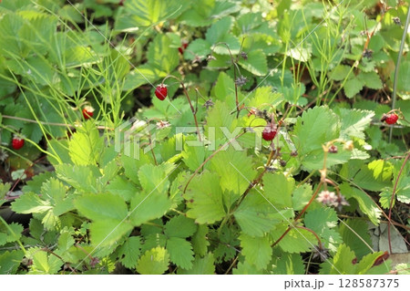 庭のワイルドストロベリー 庭のワイルドストロベリー 128587375