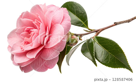 pink peony flower on white 128587406