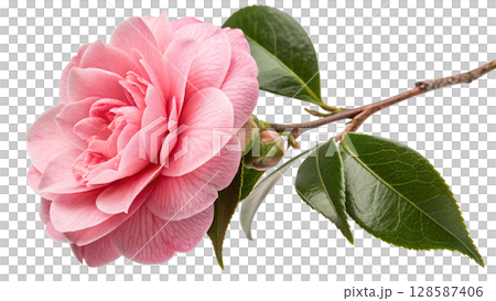 pink peony flower on white 128587406