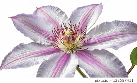 flower of a magnolia flower of a magnolia 128587411