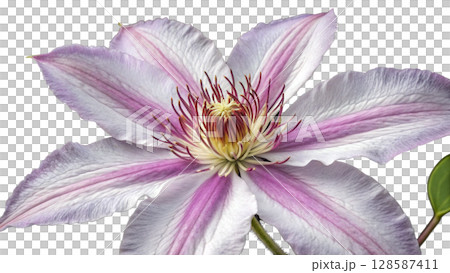 flower of a magnolia flower of a magnolia 128587411