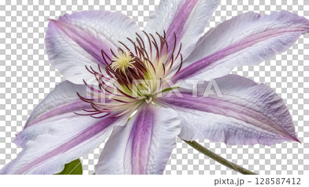 flowers of a orchid 128587412