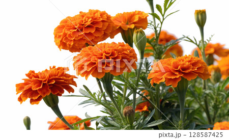 yellow marigold flowers isolated on white background yellow marigold flowers isolated on white background 128587425