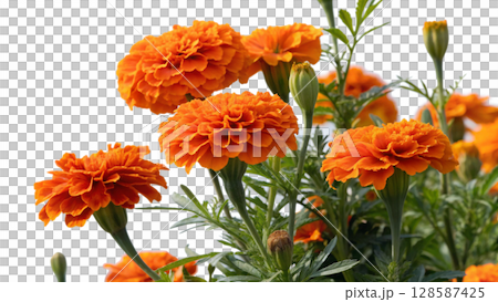 yellow marigold flowers isolated on white background yellow marigold flowers isolated on white background 128587425