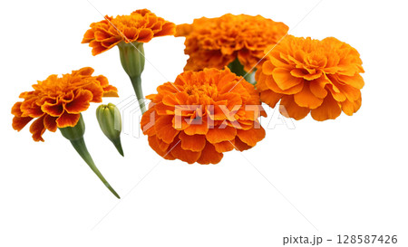 yellow carnation flower isolated on white background yellow carnation flower isolated on white background 128587426