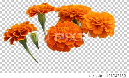 yellow carnation flower isolated on white background yellow carnation flower isolated on white background 128587426