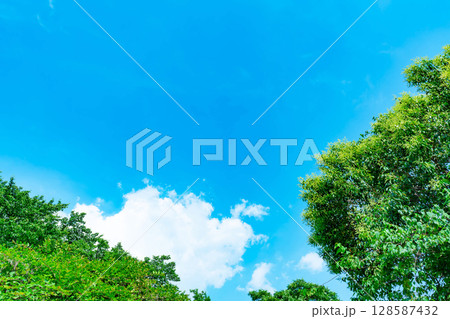 青空と雲と木立 128587432