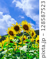夏に咲く向日葵 128587523