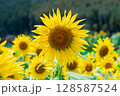ヒマワリ 128587524