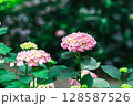 紫陽花 128587526