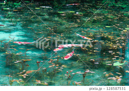 モネの池 128587531