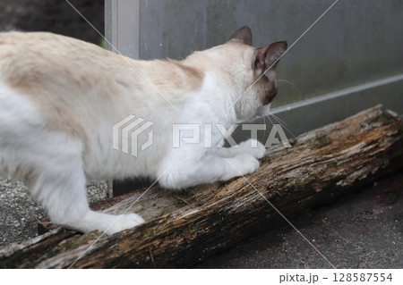 木の棒で爪とぎする猫 木の棒で爪とぎする猫 128587554