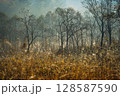 霧に包まれた晩秋の林 128587590