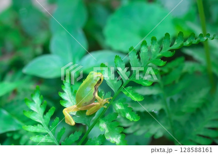 変態したばかりの小さなニホンアマガエル 変態したばかりの小さなニホンアマガエル 128588161