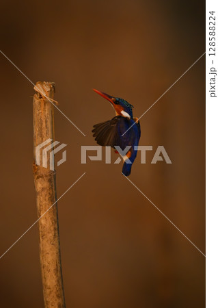 Malachite kingfisher flying towards post from below Malachite kingfisher flying towards post from below 128588224