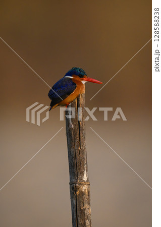 Malachite kingfisher hunches down on split post 128588238