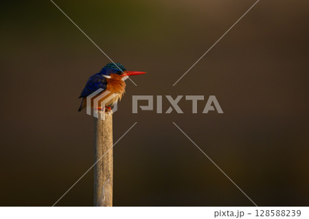 Malachite kingfisher hunches down on wood post 128588239