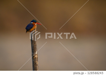 Malachite kingfisher hunching down on split post Malachite kingfisher hunching down on split post 128588243