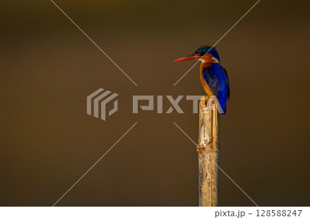 Malachite kingfisher in profile on guano-covered post 128588247
