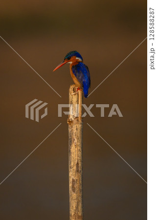 Malachite kingfisher looking down from guano-stained post 128588287