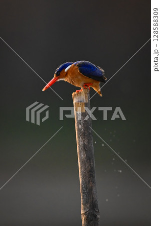 Malachite kingfisher looks down from bamboo post 128588309