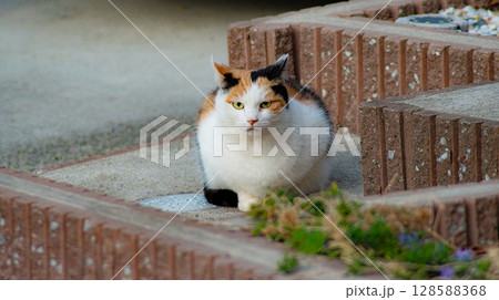 見つめる猫 128588368