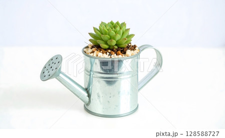 Succulent Plant in Metal Watering Can on White 128588727