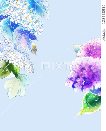 雨上がりの紫陽花 128588959
