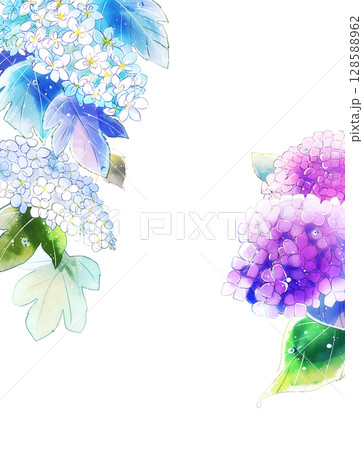雨上がりの紫陽花 128588962