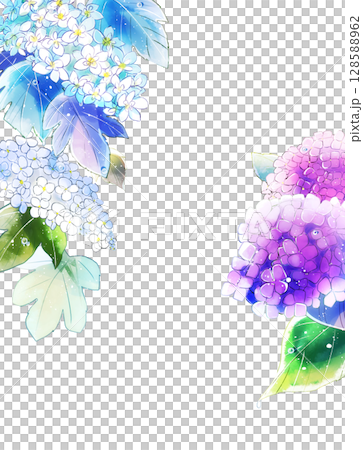 雨上がりの紫陽花 128588962