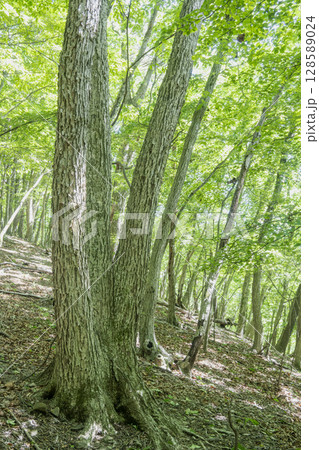 新緑が眩しいミズナラの木と森 128589024