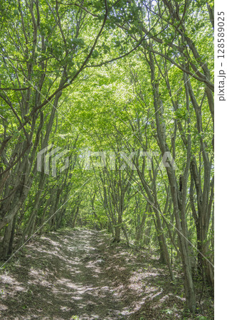 新緑の木々をくぐるトンネル状の山道 128589025