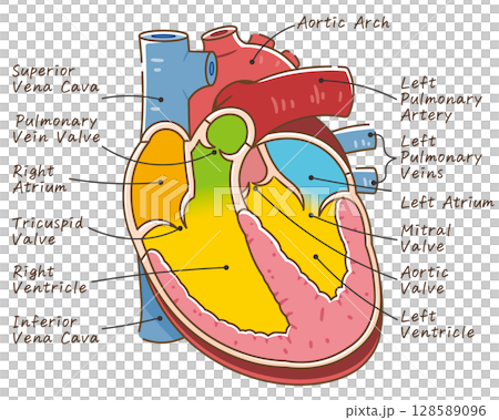 Cross section of the heart 128589096