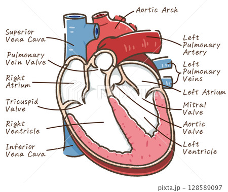 心臓の断面イラスト Cross section of the hear 128589097