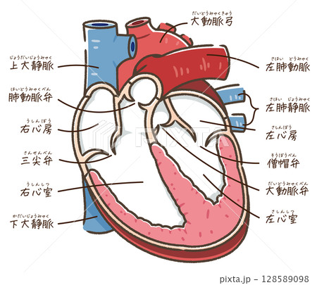心臓の断面イラスト Cross section of the hear 128589098