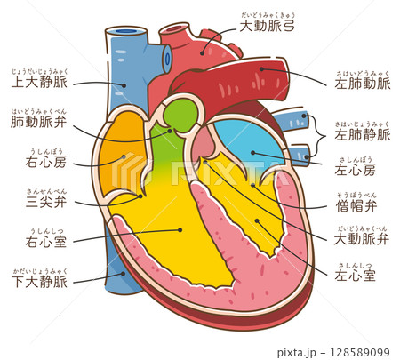 心臓の断面イラスト Cross section of the hear 128589099