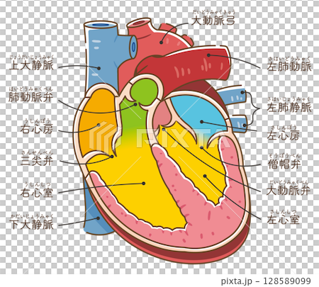 心臓の断面イラスト Cross section of the hear 128589099