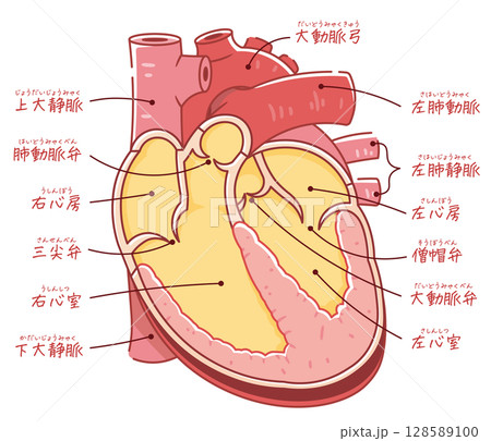 心臓の断面イラスト Cross section of the hear 128589100