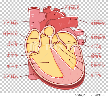 心臓の断面イラスト Cross section of the hear 128589100