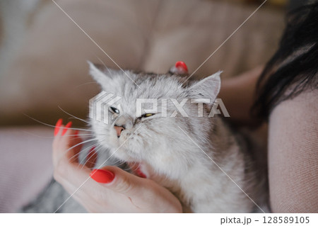 The woman's red nails stand out against the gray cat's soft fur 128589105