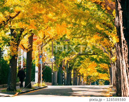 東京　田園調布のいちょう並木　秋景 128589380