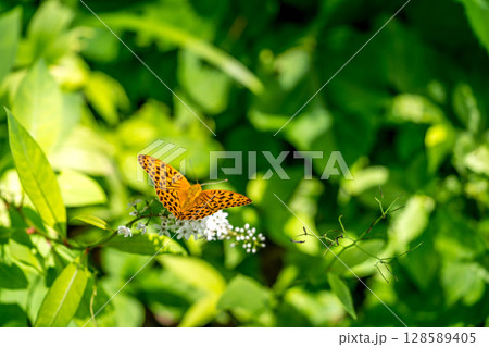 夏の日～丘虎の尾に止まる豹紋蝶～ 128589405