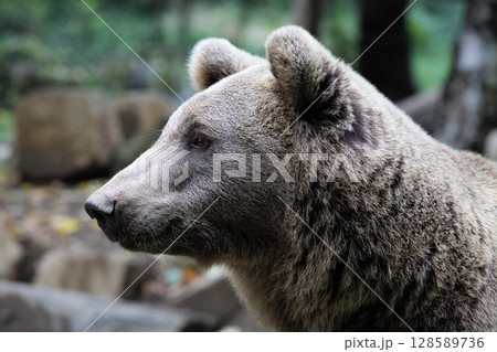 Close-up view of a brown bear in a zoo during a calm afternoon Close-up view of a brown bear in a zoo during a calm afternoon 128589736