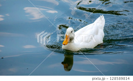 池を泳ぐアヒル5 128589814