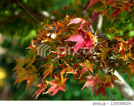 徐々に色が変わる紅葉 128589829